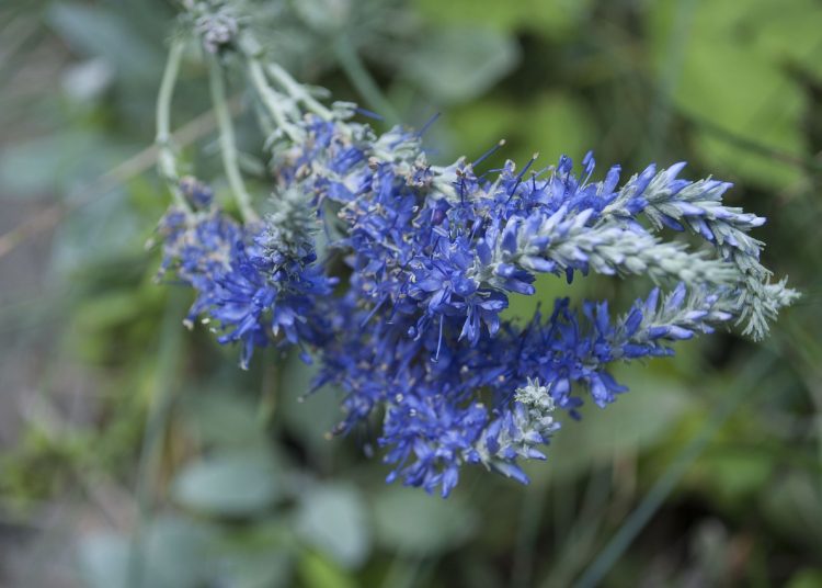 ulei esential de lavanda