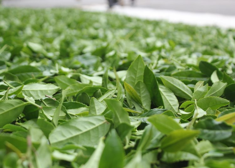 ceaiul oolong