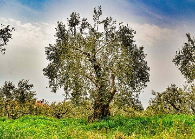 ulei de masline baut dimineata pareri