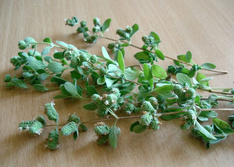ulei de oregano uz intern