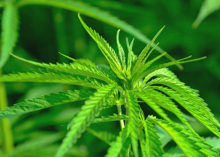 ulei de canabis medicinal