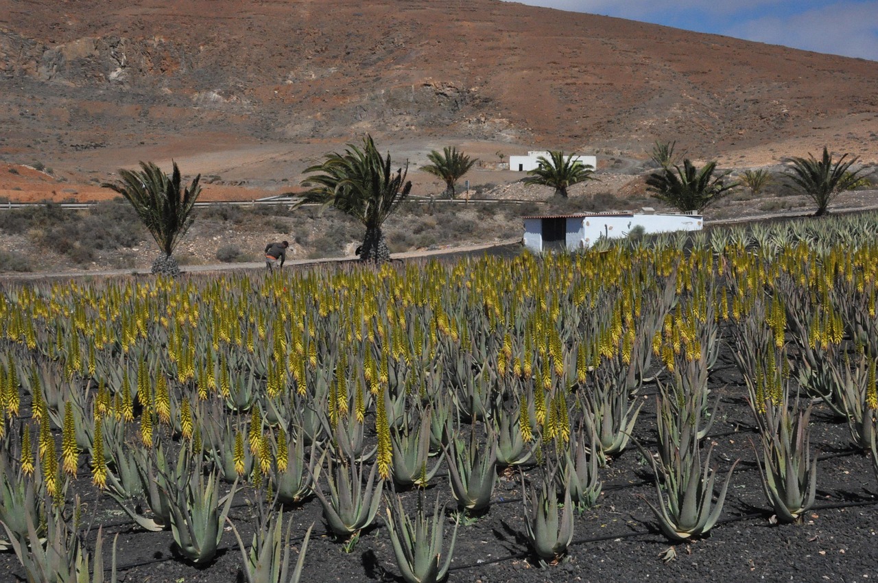 masca de fata cu aloe vera pentru riduri